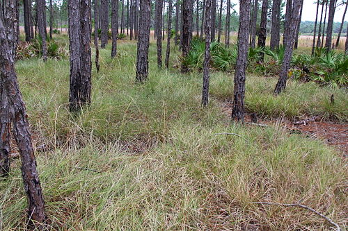 Panicum abscissum